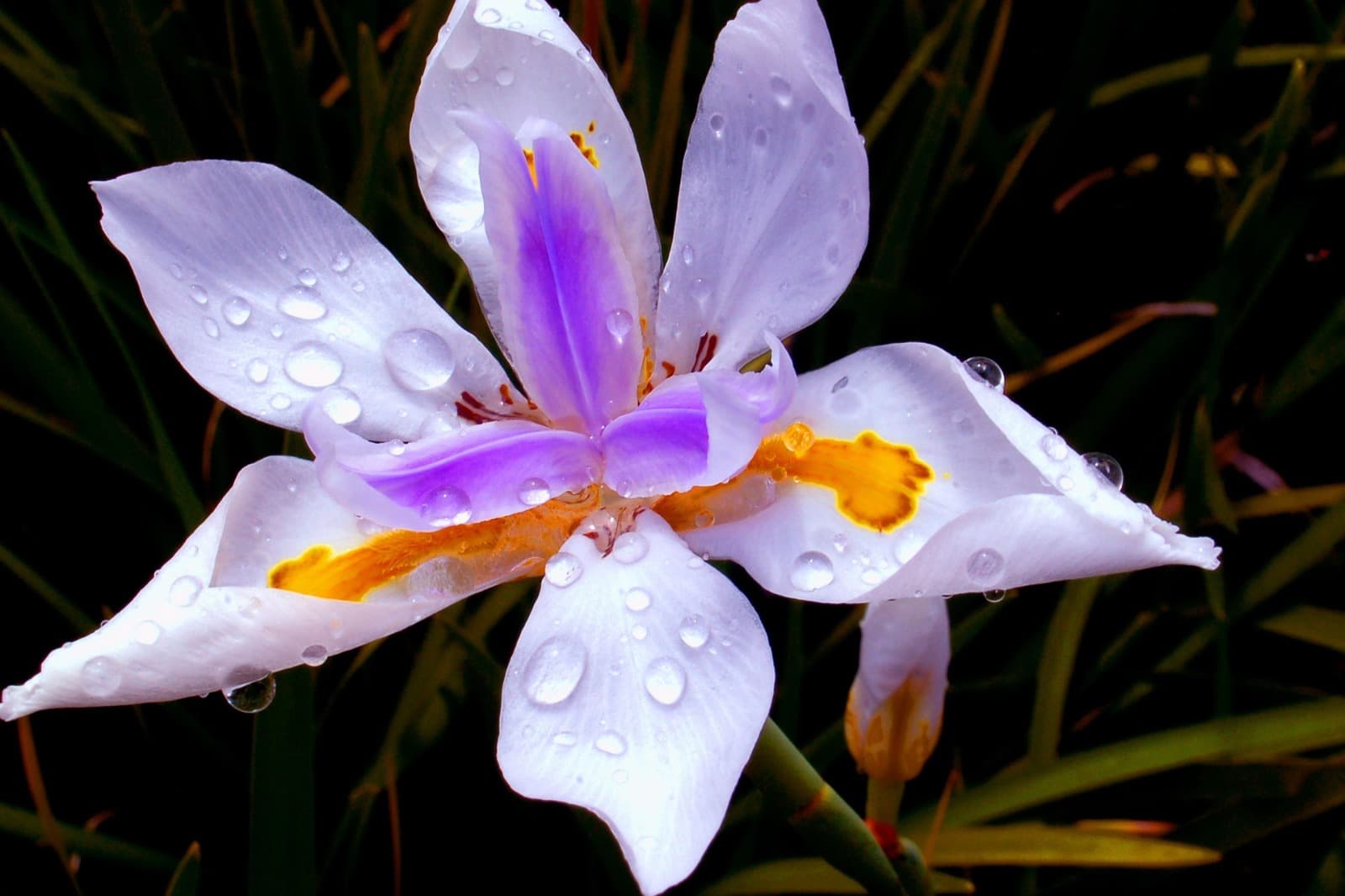 Flor con gotas asociada a limpieza, frescura y ambientacion